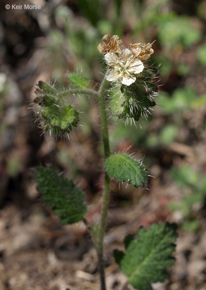 Image of stinging phacelia