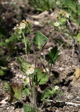 Image of stinging phacelia