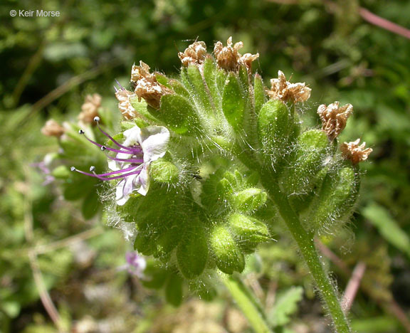 Image of branching phacelia