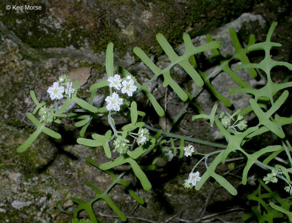 Image of white fiestaflower