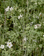 Image of white fiestaflower