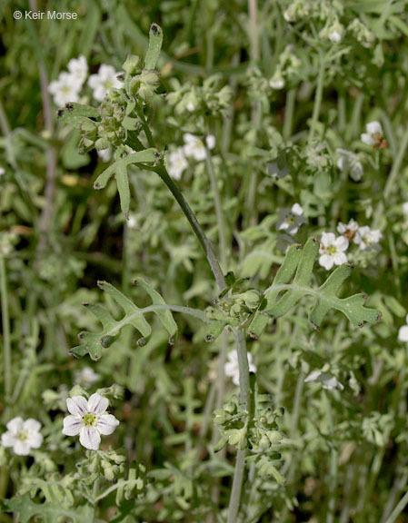 Pholistoma membranaceum (Benth.) Constance resmi