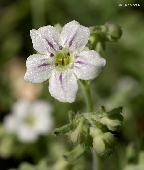 Image of white fiestaflower