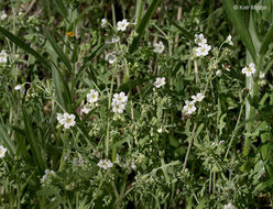 Image of white fiestaflower