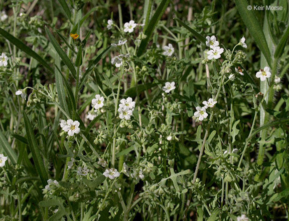 Image of white fiestaflower