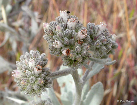 Image of woolly yerba santa