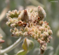 Imagem de Eriodictyon tomentosum Benth.