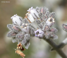 Imagem de Eriodictyon tomentosum Benth.