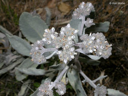 Imagem de Eriodictyon tomentosum Benth.