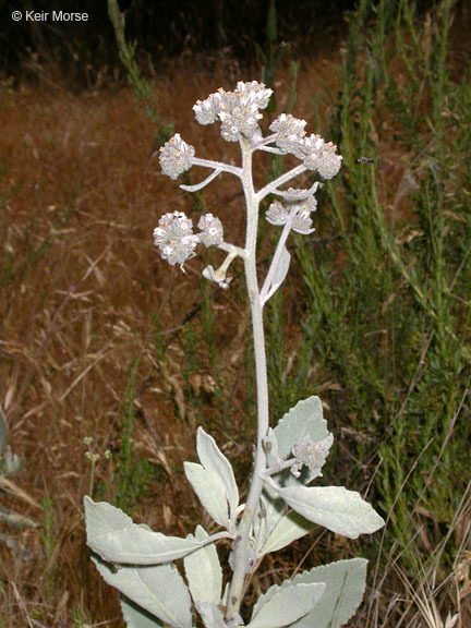 Imagem de Eriodictyon tomentosum Benth.