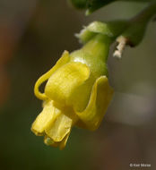 Image of rock gooseberry