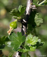 Image of rock gooseberry