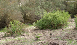 Image of rock gooseberry