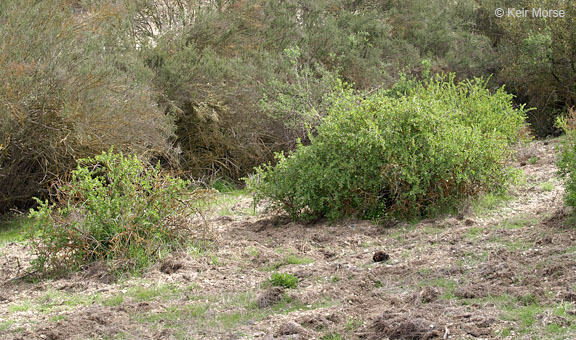 Image of rock gooseberry