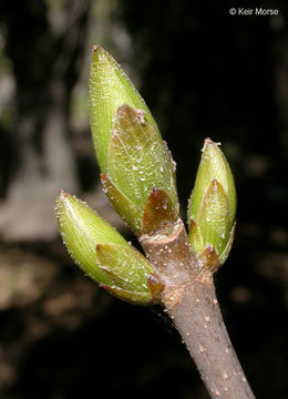 Image of California buckeye