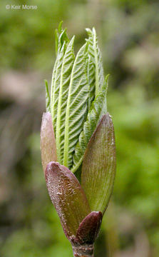 Image of California buckeye