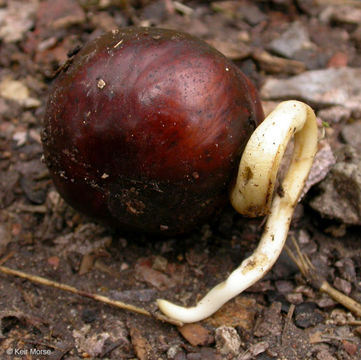 Aesculus californica (Spach) Nutt. resmi