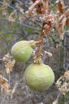 Imagem de Aesculus californica (Spach) Nutt.