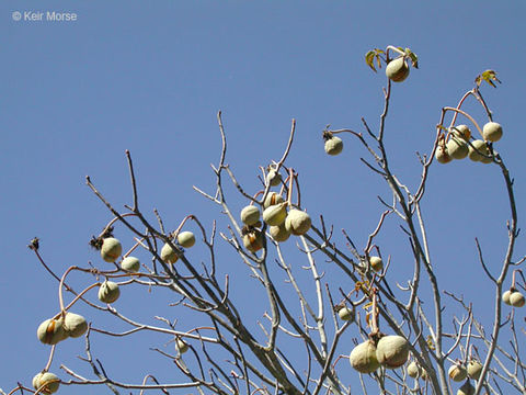 Imagem de Aesculus californica (Spach) Nutt.