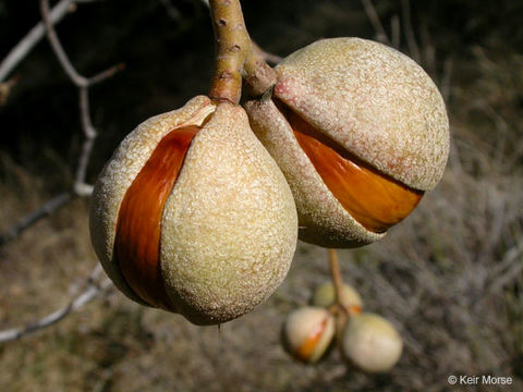 Imagem de Aesculus californica (Spach) Nutt.