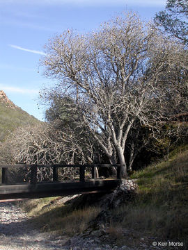 Imagem de Aesculus californica (Spach) Nutt.