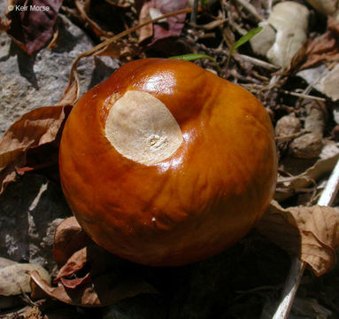 Imagem de Aesculus californica (Spach) Nutt.