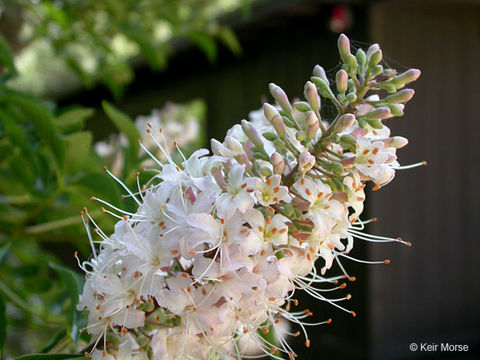 Aesculus californica (Spach) Nutt. resmi