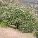 Aesculus californica (Spach) Nutt. resmi