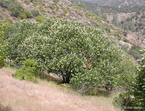 Imagem de Aesculus californica (Spach) Nutt.