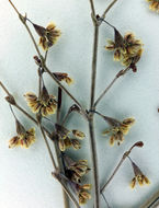 Image of flatcrown buckwheat