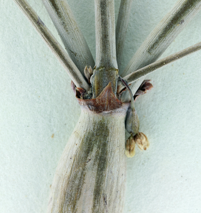 Image of flatcrown buckwheat