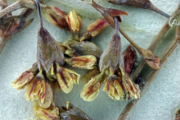 Image of flatcrown buckwheat