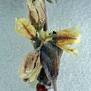 Image of flatcrown buckwheat