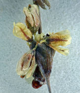 Image of flatcrown buckwheat