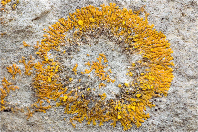 Image of orange lichen