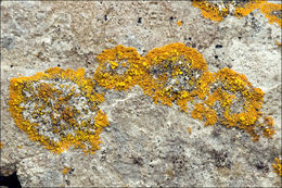 Image of orange lichen