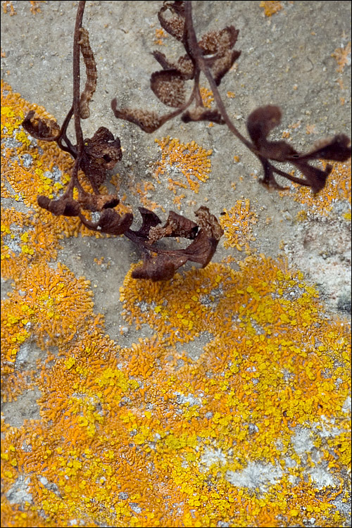 Image of orange lichen