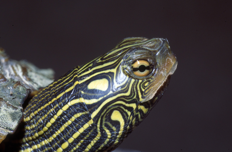 Image of Common Map Turtle