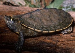 Image of False Map Turtle