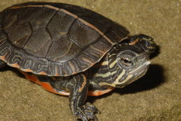 Image of Painted Turtle