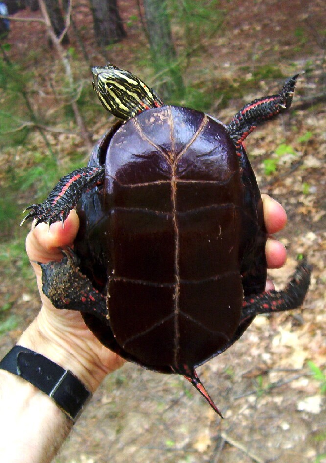 Image of Painted Turtle