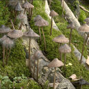 Plancia ëd Mycena polygramma (Bull.) Gray 1821