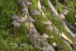 Image of Mycena polygramma (Bull.) Gray 1821