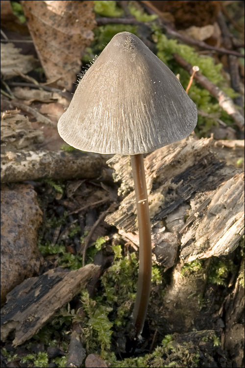 Image of Mycena polygramma (Bull.) Gray 1821