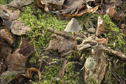 Image of Mycena polygramma (Bull.) Gray 1821