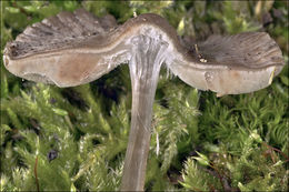 Image of Mycena polygramma (Bull.) Gray 1821