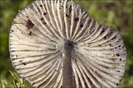 Image of Mycena polygramma (Bull.) Gray 1821