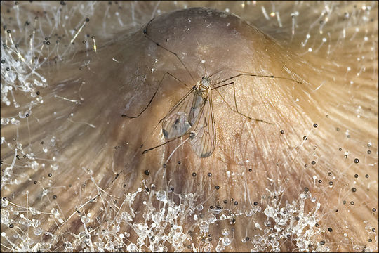 Image of Spinellus fusiger (Link) Tiegh. 1875