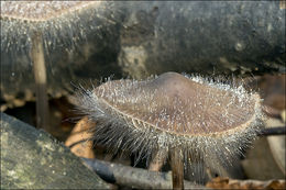 Image of Spinellus fusiger (Link) Tiegh. 1875