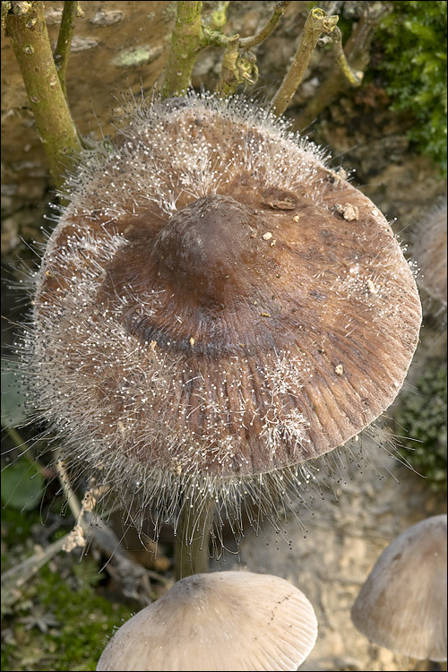 Image of Spinellus fusiger (Link) Tiegh. 1875